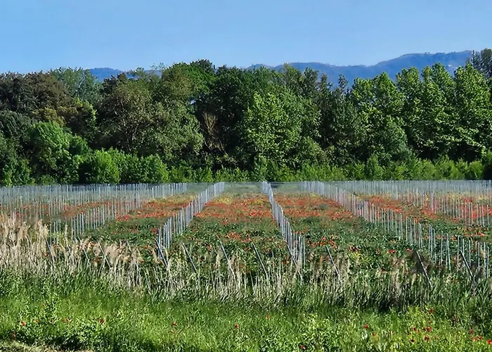 Domaine Villecarla 1, Canal Du Midi Carcassonne Villedubert